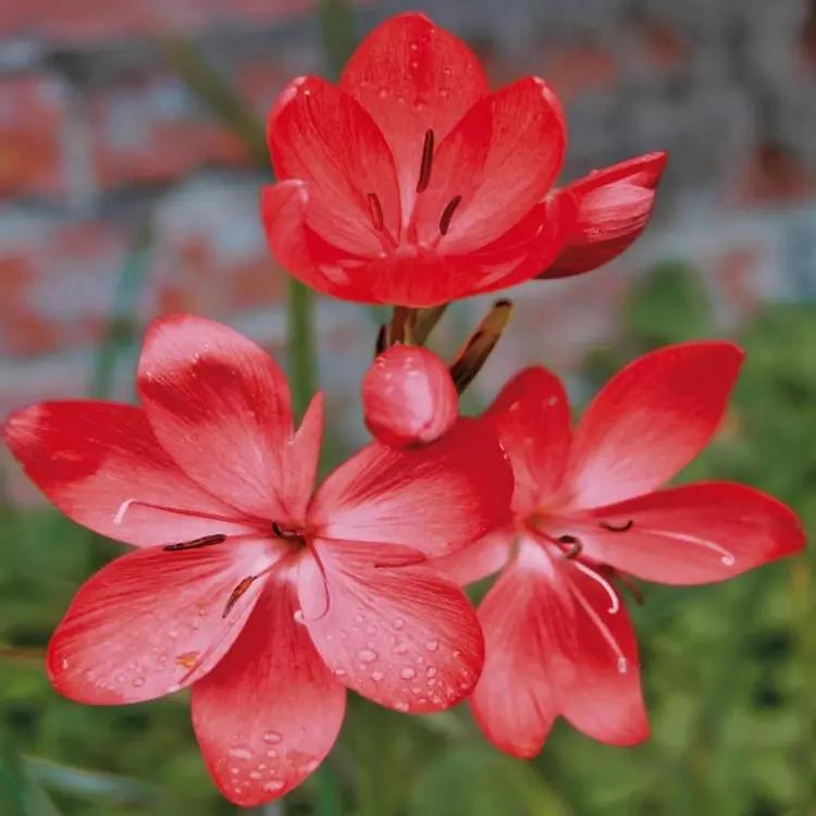 Schizostylis coccinea online